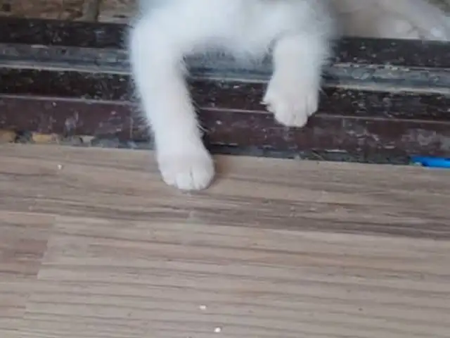 Шотландский вислоух, Хуҷанд