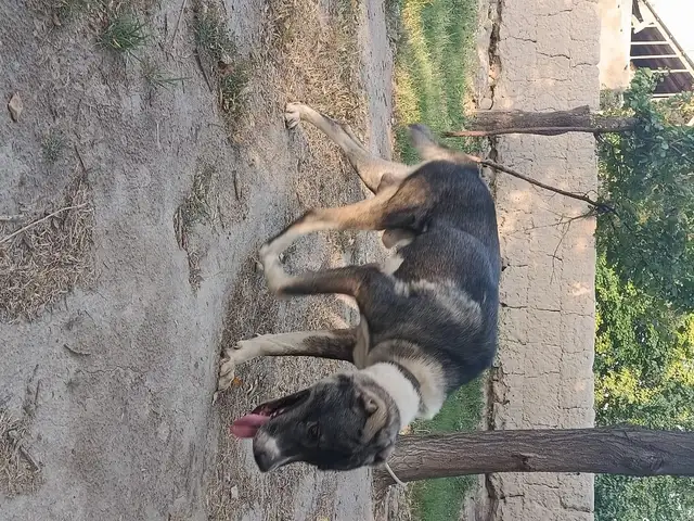 Алабай, Канибадам