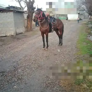 Асп, Ваҳдат