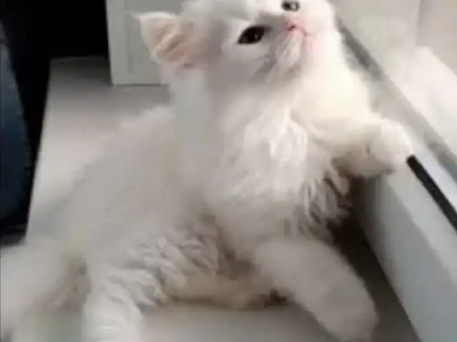 Шотландские длиношерстные котята, Душанбе