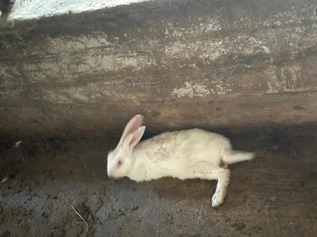 Кролик, Бобоҷон Ғафуров