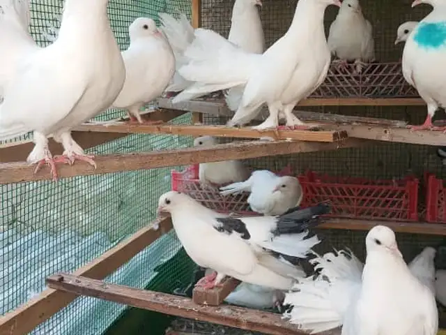 Кабутар, Бобоҷон Ғафуров