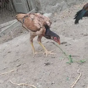 Чуҷа дакан, Худжанд