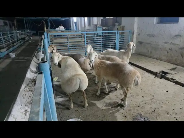 Бараны, Хуҷанд