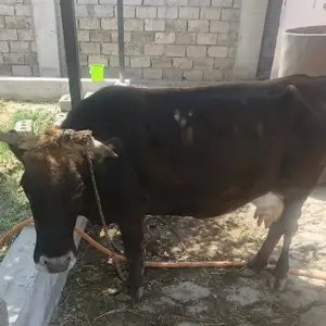 Гов, Куляб