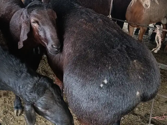 Кучкор, Душанбе