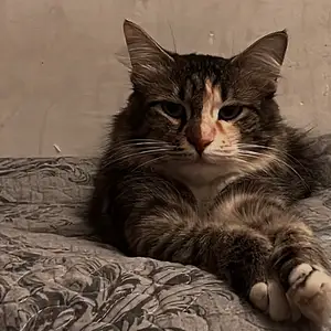 Кошка, Душанбе