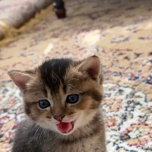 Котик шотландский, Душанбе