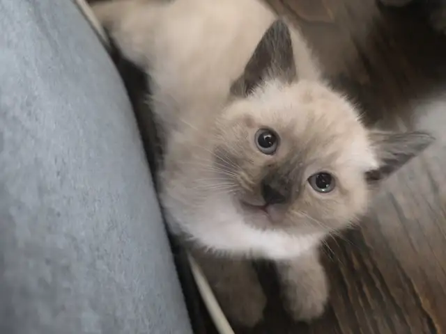 Сиамские котята, Душанбе