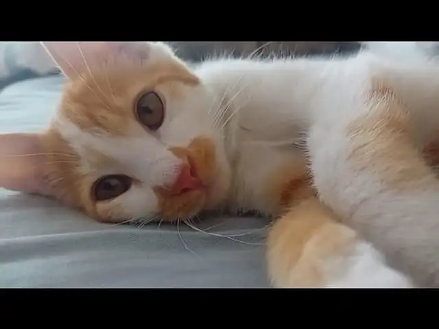 Кошка, Худжанд