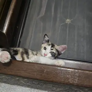 Кошка, Душанбе