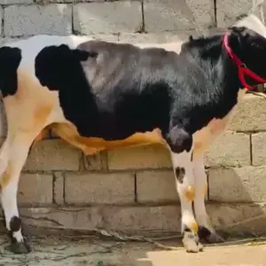 Бык, Душанбе