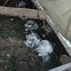 Чучахои брама, Душанбе