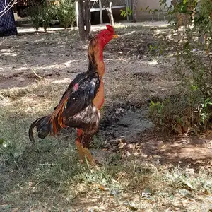 Дакан, Душанбе