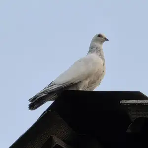 Кафтар, Душанбе