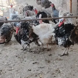 Индюки, Турсунзаде