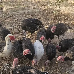 Индюк, Душанбе