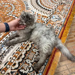 Вислоухая кошка, Худжанд