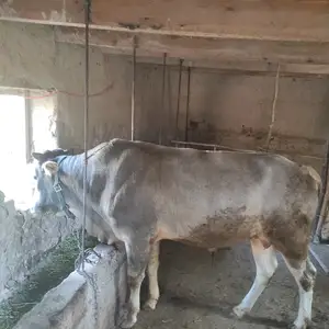 Бука, Гиссар