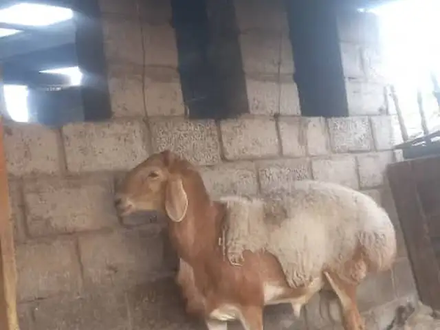 Кучкор, Хуросон