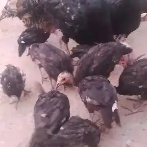 Чуҷаи индюк, Матча