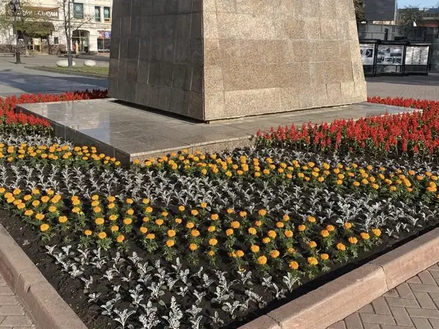 Гулхои Мавсими, Душанбе