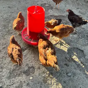 Чучаи ломан, Худжанд