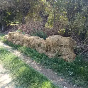 Пресси алаф, Худжанд