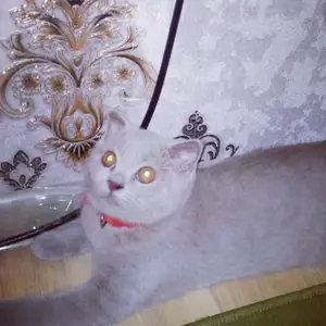 Котёнок шотландский вислоухий чистокровный, Душанбе