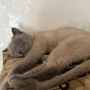 Кот тайской/сиамской породы на вязку, Душанбе