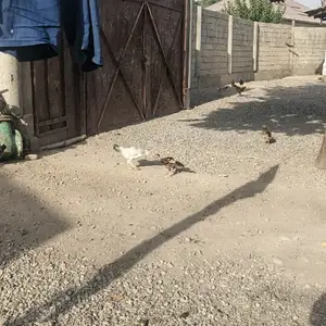 Мурғ, Душанбе