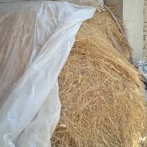 Алафи хушк, Конибодом