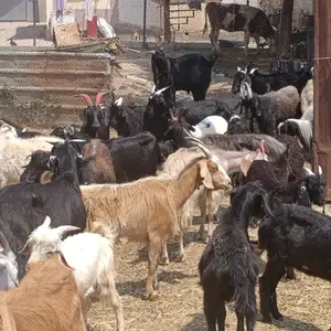 Коза, Душанбе