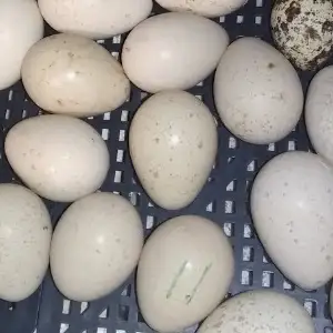 Тухми Кабк барои инкубатор, Душанбе