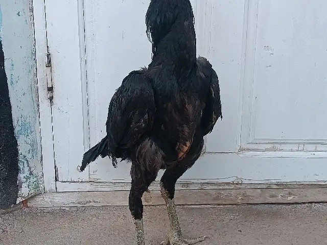 Мурги дакан, Худжанд