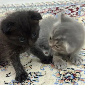 Шотландский котенок, Душанбе