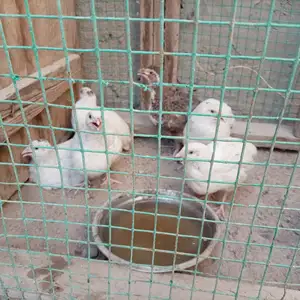 Будана, Шахритус