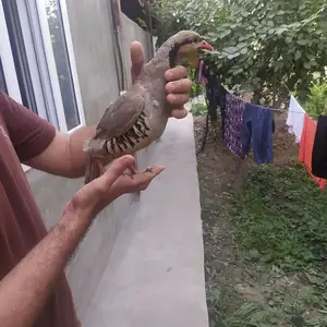 Кабк, Душанбе