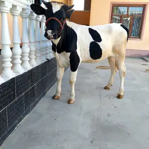 Гуночин, Худжанд