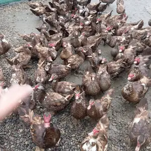 Чучахо, Абдураҳмони Ҷомӣ