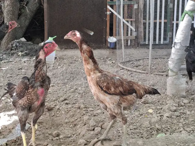 Дакан мокиён, Душанбе