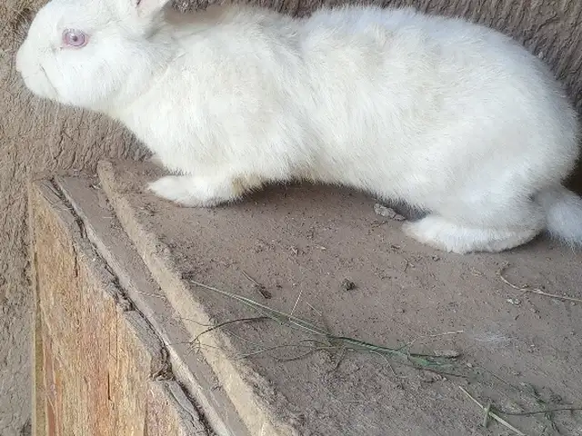 Харгуши Хиколь, Кӯлоб