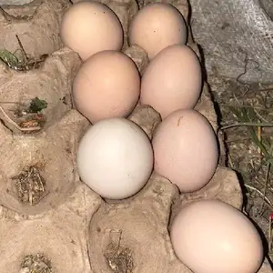 Тухми индюк, Худжанд