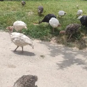 Чучаи индюк, Вахдат