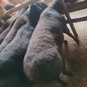 Гусфанд, Худжанд