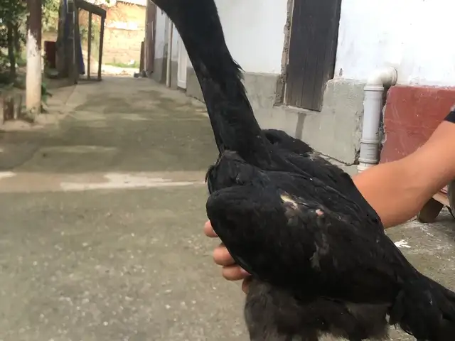 Чучаи дакан, Душанбе