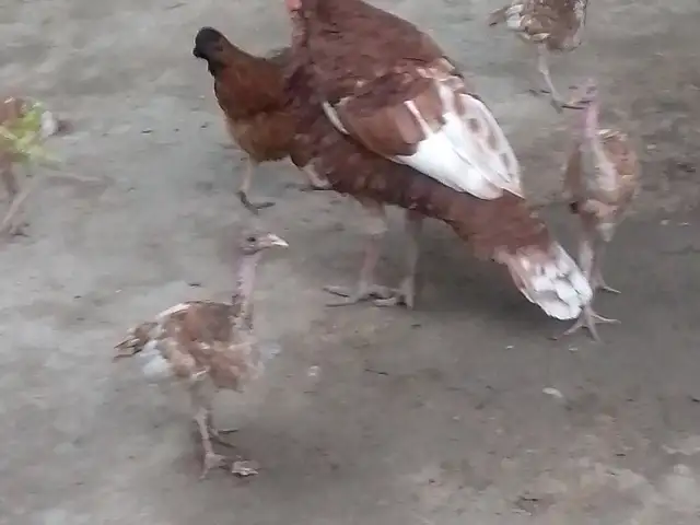 Индюки, Фархор