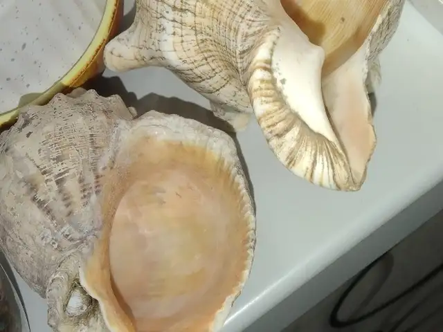 Морская ракушки, Душанбе
