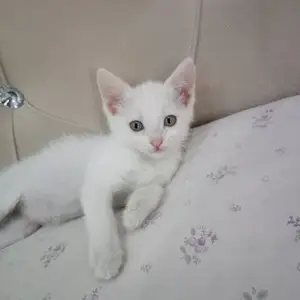 Турецкая ангора кошка, Худжанд