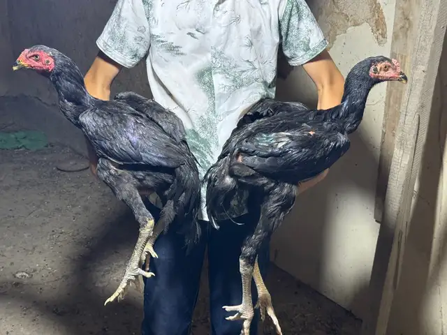 Хуруси дакан, Фархор
